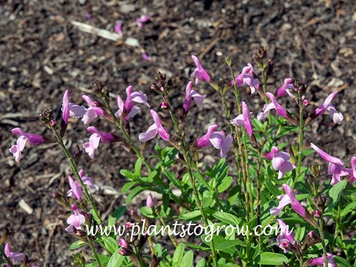 Salvia Mirage Soft Pink (Salvia greggii)
